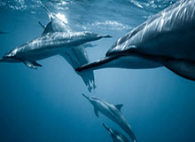 华体会体育-湖人大胜森林狼!3个没想到，华子拉胯+艾顿强硬，老詹休战竟3连胜